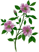 Flower of Alberta